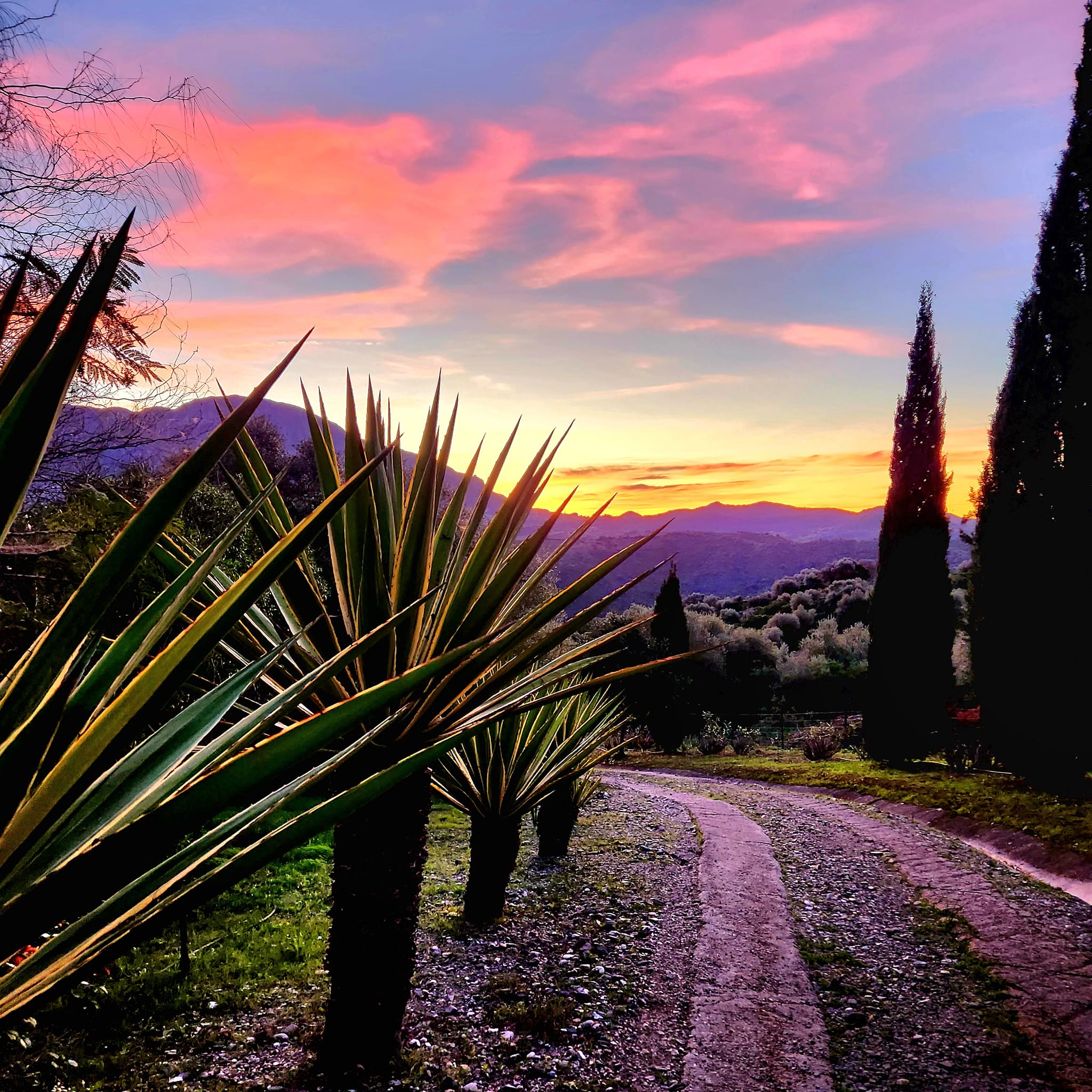Andalusian campo at golden hour
